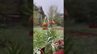 А снег летел и падал