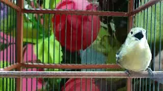 Tarikan Sirtu cipow ngentir bikin sirtu lain langsung on hacor