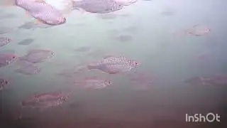 Съёмки на камеру FocusFish 2023. Река Обь подо льдом. Крупная сорога,  окунь, подлещик. 
