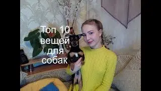 ТОП 10 ВЕЩЕЙ, который должен иметь КАЖДЫЙ ХОЗЯИН СОБАКИ/Той-терьер Тайсон.