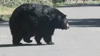 A Really Round Bear