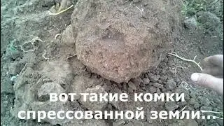 Potato digging with T-25 tractor