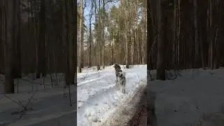 #akitainu #akita #dog #doglover #вакай #animal #brindle #dogs #funny #funnyvideo