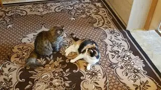 ОБЕ МОИХ КОШКИ 🐱 И ЕДЯТ ВМЕСТЕ И СПЯТ ВМЕСТЕ. НО иногда ЗАДИРАЮТ один другого.