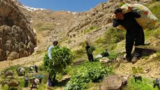 A documentary of nomadic life: 🍀collecting grass to cover nomadic capers on difficult roads ⛰️