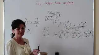 Jinsga birikgan holda irsiylanish.