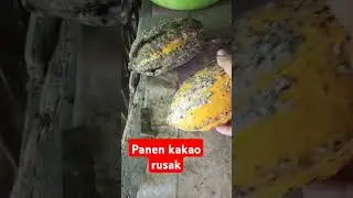 panen kakao rusak
