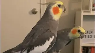 Happy Birds Singing #newyear