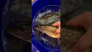 Pike #pike #pikefishing #fish