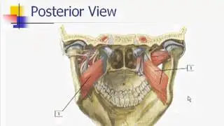 Muscles of Mastication