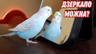 Чи можна дзеркало папужці?