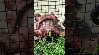 Дана - звезда Тайгана!