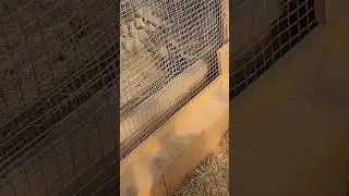 ♡
