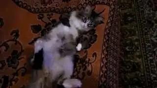 Кот кайфует)