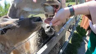 Piemājas zoo Brieži