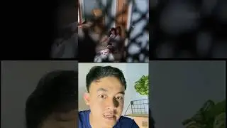 Ketika Kucing Menjadi Binatang menakutkan!