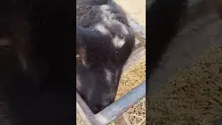 #козы