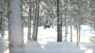 Saw some deer today
