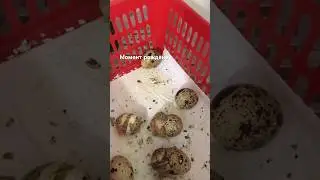 Малыши перепелки
