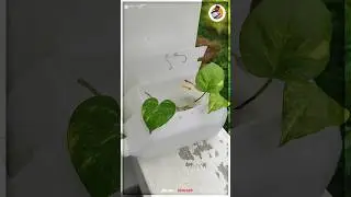 Water Cane Fish Tank Making🤩