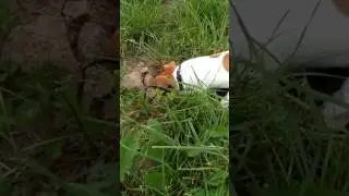 Рой, Капай, Жуй, Кусай. Джек Рассел Ричард