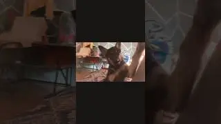 මෙයා එක්ක බෑ  අම්මො 🤣#pets #shorts #viral #animals
