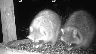 Two Raccoons