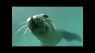 Морской лев Sea Lion