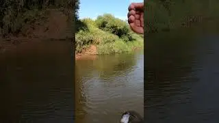 Окунь нахлыстом на Днепре