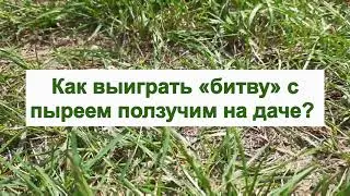 Creeping wheatgrass - how to get rid of it in your garden and lawn. Weed control at your dacha.