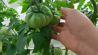 Сортовые томаты!