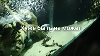 загубил 50% взрослых дискусов