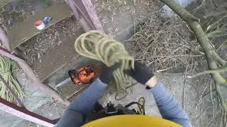 АРБОРИСТИКА ОТ ПЕРВОГО ЛИЦА ПРОМЫШЛЕННЫЙ АЛЬПИНИЗМ