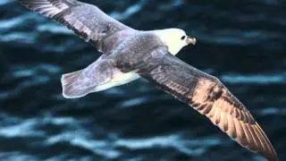 Seagulls - Sons of Granville