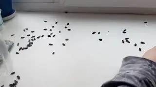 Волшебные семечки