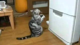 Молитва кота
