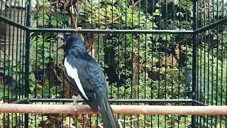 KACER DIAM LANGSUNG PANAS IKUT GACOR