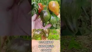 ТОМАТ СЛАДКАЯ КАРАМЕЛЬ СОФИИ!