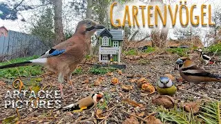 Gartenvögel - One Day of Garden Birds