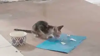 Kitten | June 26, 2024 | Kitten eating cheese | #youtubevideo #cat #catlover #kitten #trending #yt
