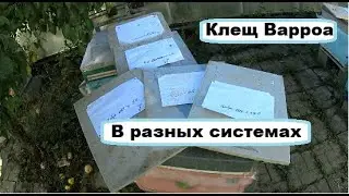 Клещ Варроа в разных системах пчеловодства