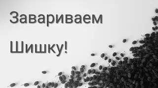 Как заваривать ольховую шишку. Готовим настой для аквариумных рыбок.