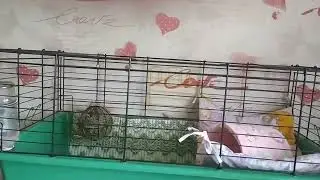 люте порося #guineapig #морская_свинка #cavia #мурчак