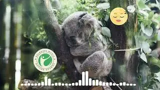 The Best Way to Relax with Nature - Sounds to fall asleep