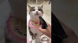 Amazing CATS.  Funny cats.  Part 40.  😸🐶💜