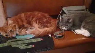 котики спят