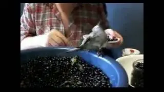 Попугай Проша-помощник !- In the Summertime - Ray   Dorset (Mango Jerry ).avi