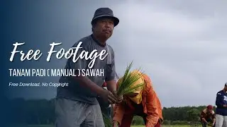 free footage tanam sawah