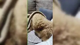 собачка той-пудель ищет мёд