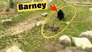 Gorilla VS Geese: An Unlikely Rivalry